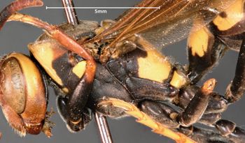 Media type: image;   Entomology 30831 Aspect: thorax lateral